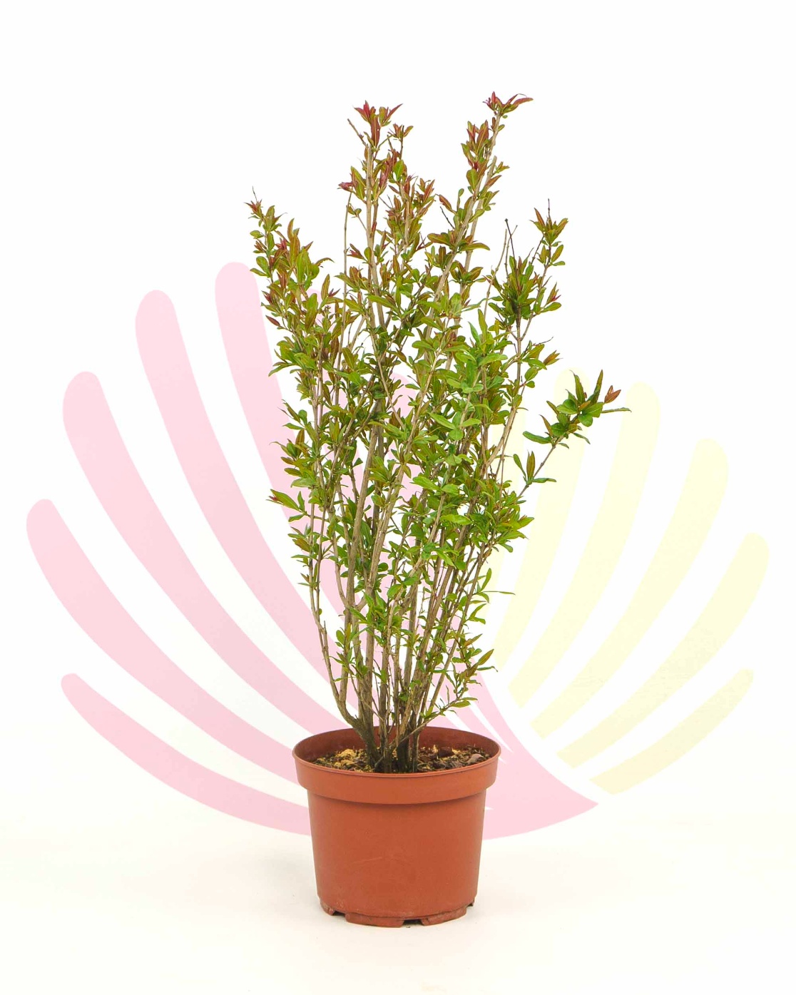 Punica granatum - P210010V0025Z00010