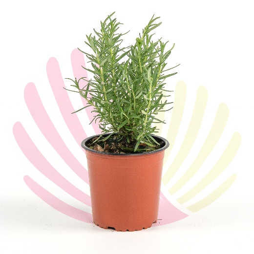 Rosmarinus officinalis - P218010V0010Z00010