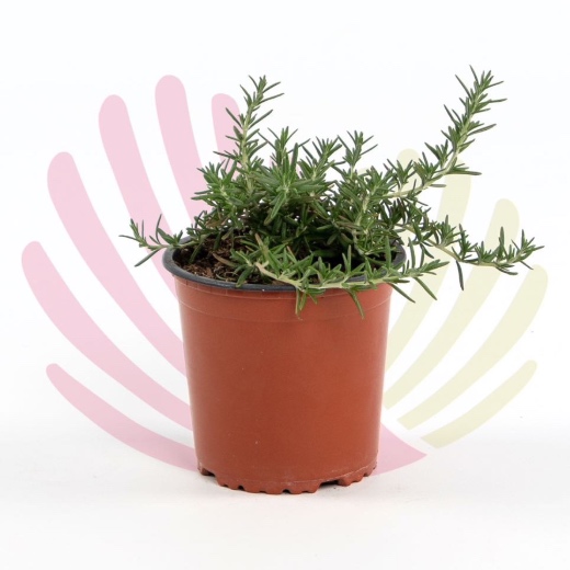 Rosmarinus prostratus - P218020V0010Z00010