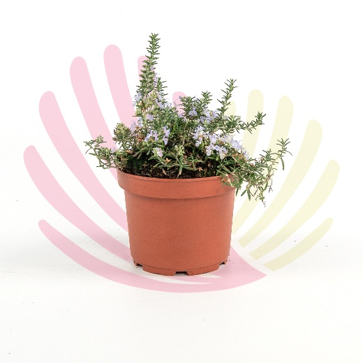 Rosmarinus prostratus - P218020V0010Z00010