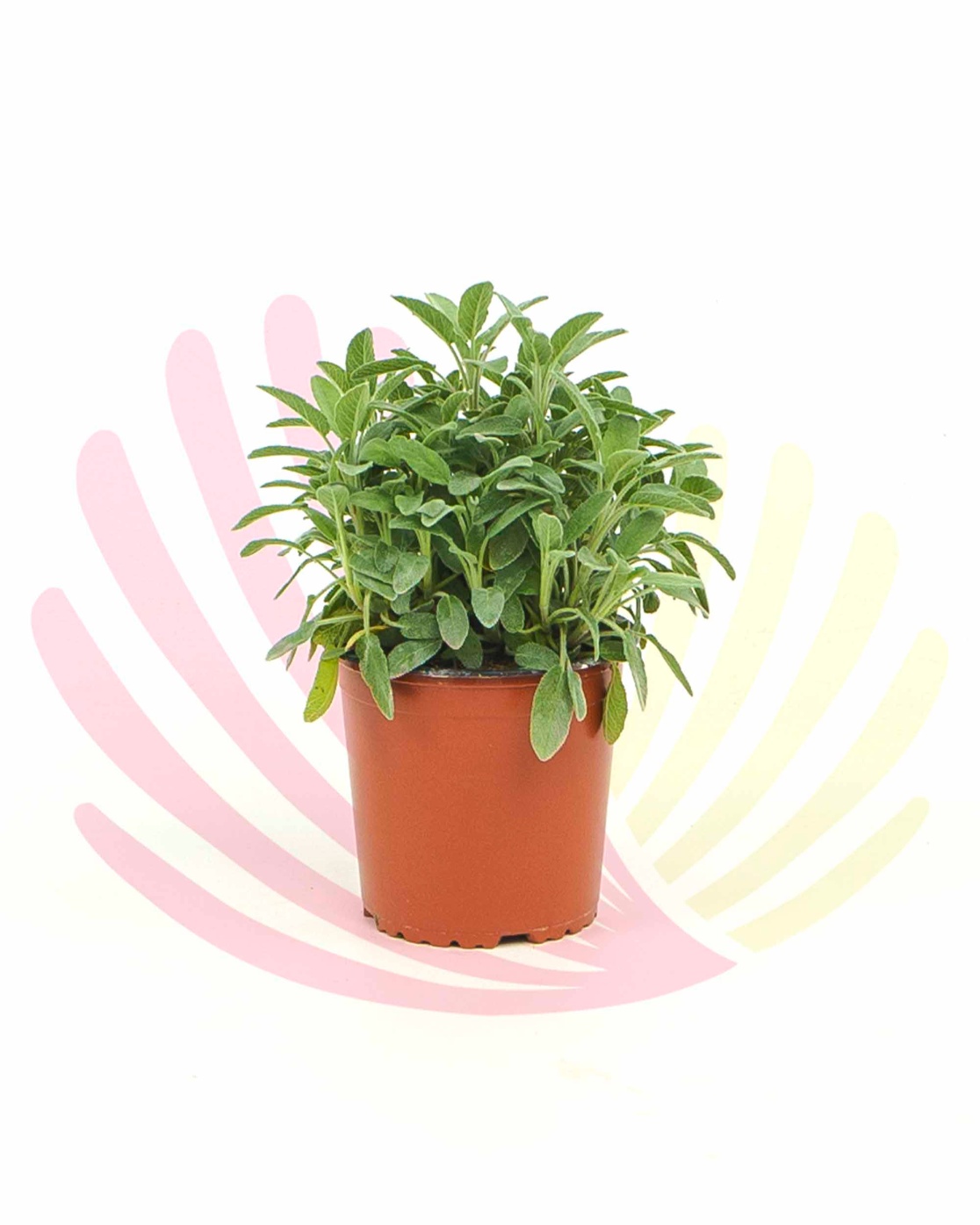 Salvia officinalis - P222050V0010Z00010