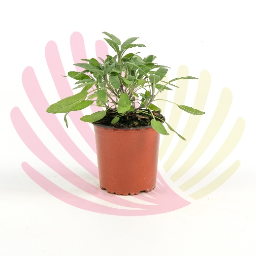 Salvia splendens   - P222060C0100Z00020