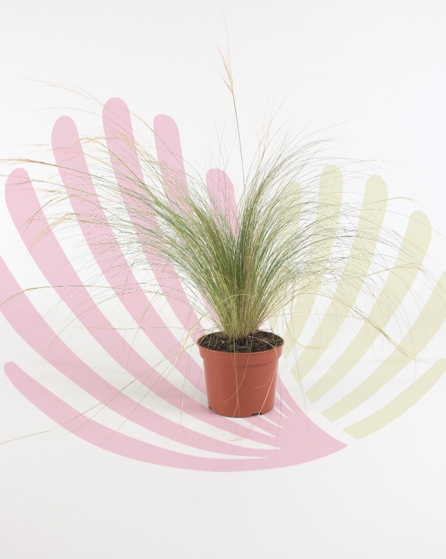 Stipa tenuissima - P235010V0025Z00020