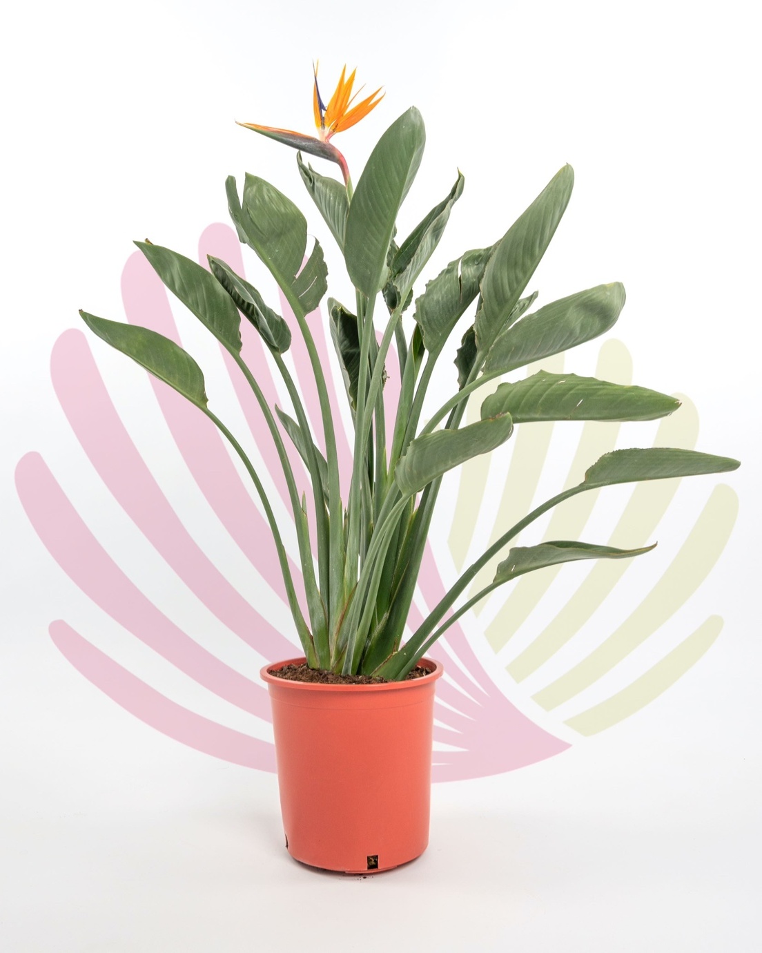 Strelitzia reginae                                           - P236020V0100Z00020