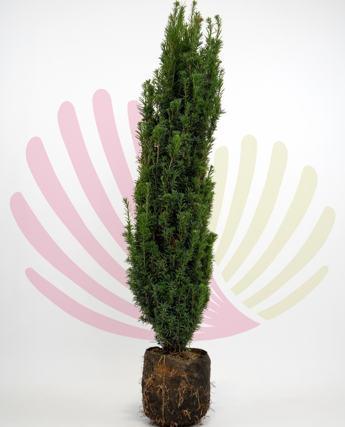 Taxus baccata  - P241010V3001H14010