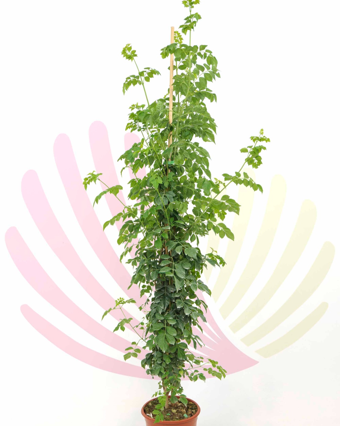 Tecomaria capensis - Tecomaria capensis