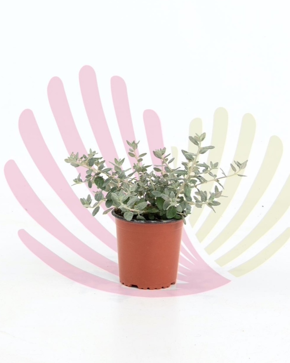 Teucrium Fruticans - P243010V0010Z00010