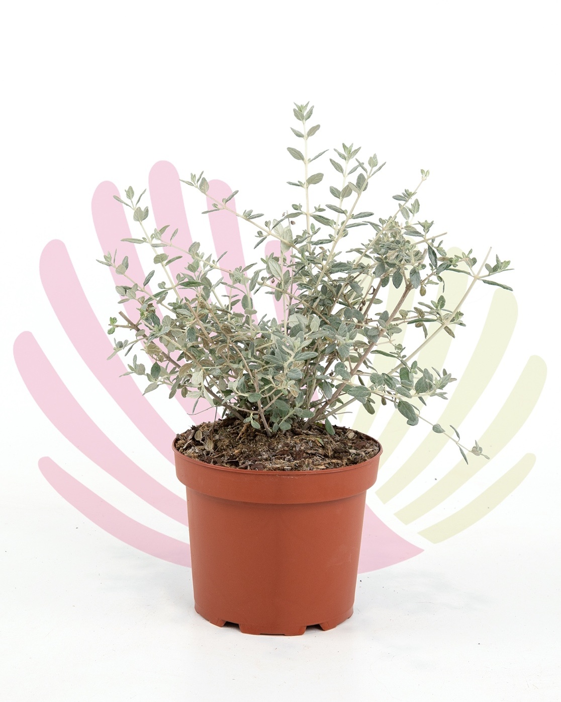 Teucrium Fruticans - P243010V0050Z00010