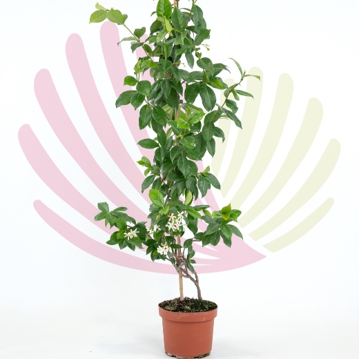 Trachelospermum jasminoides - P248010V0025H10010