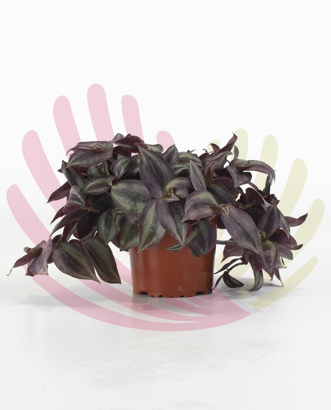 Tradescantia zebrina  - P250020V0010Z00010