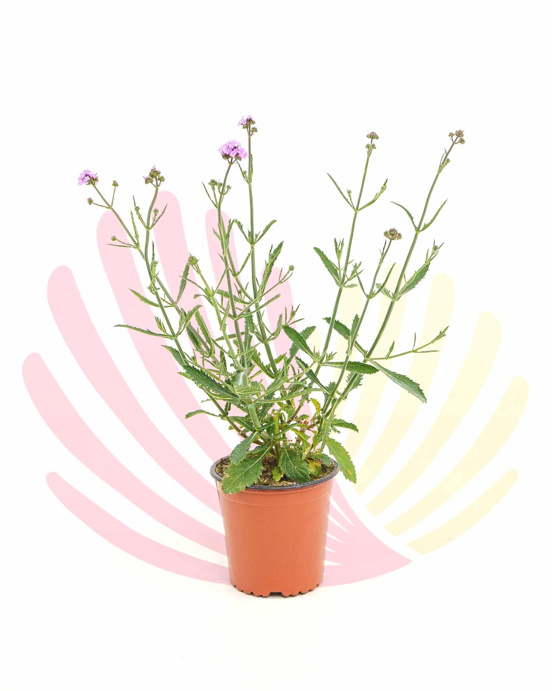 Verbena bonariensis - P255010V0010Z00010