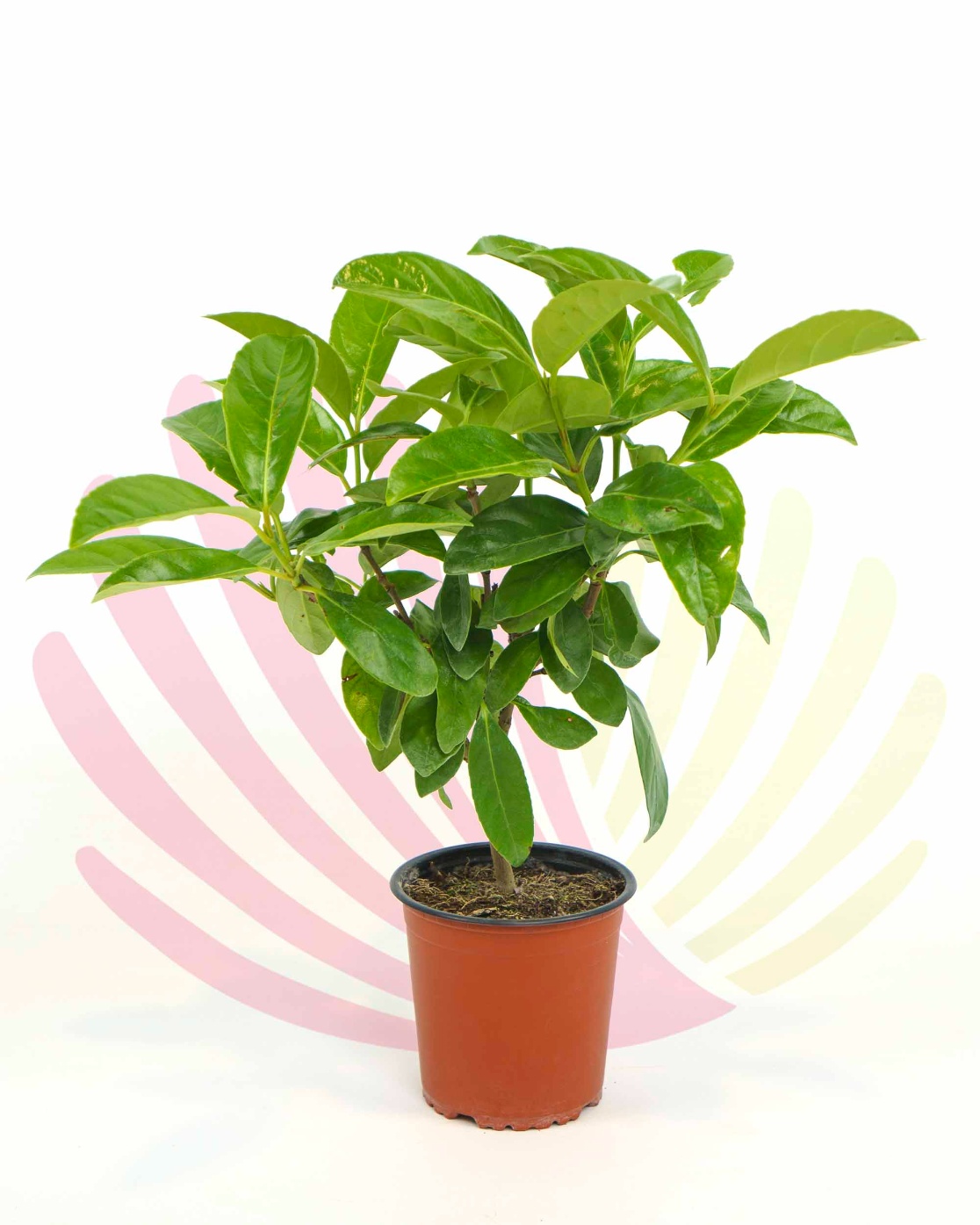 Viburnum lucidum  - PVIBLUCV1