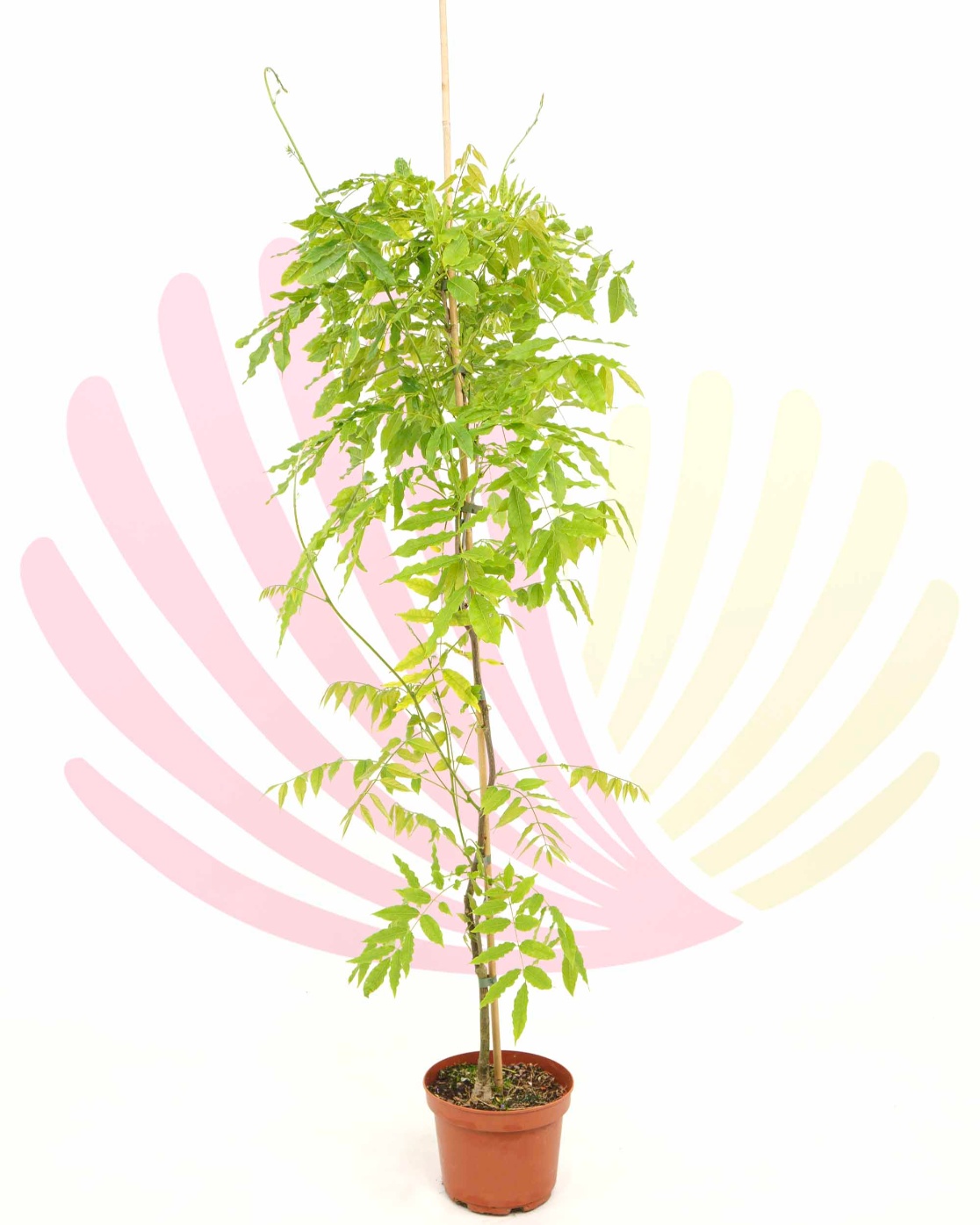 Wisteria sinensis - P262010V0025Z00010