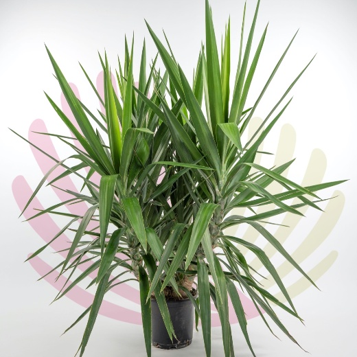 Yucca elephantipes - P263010V0150Z00020