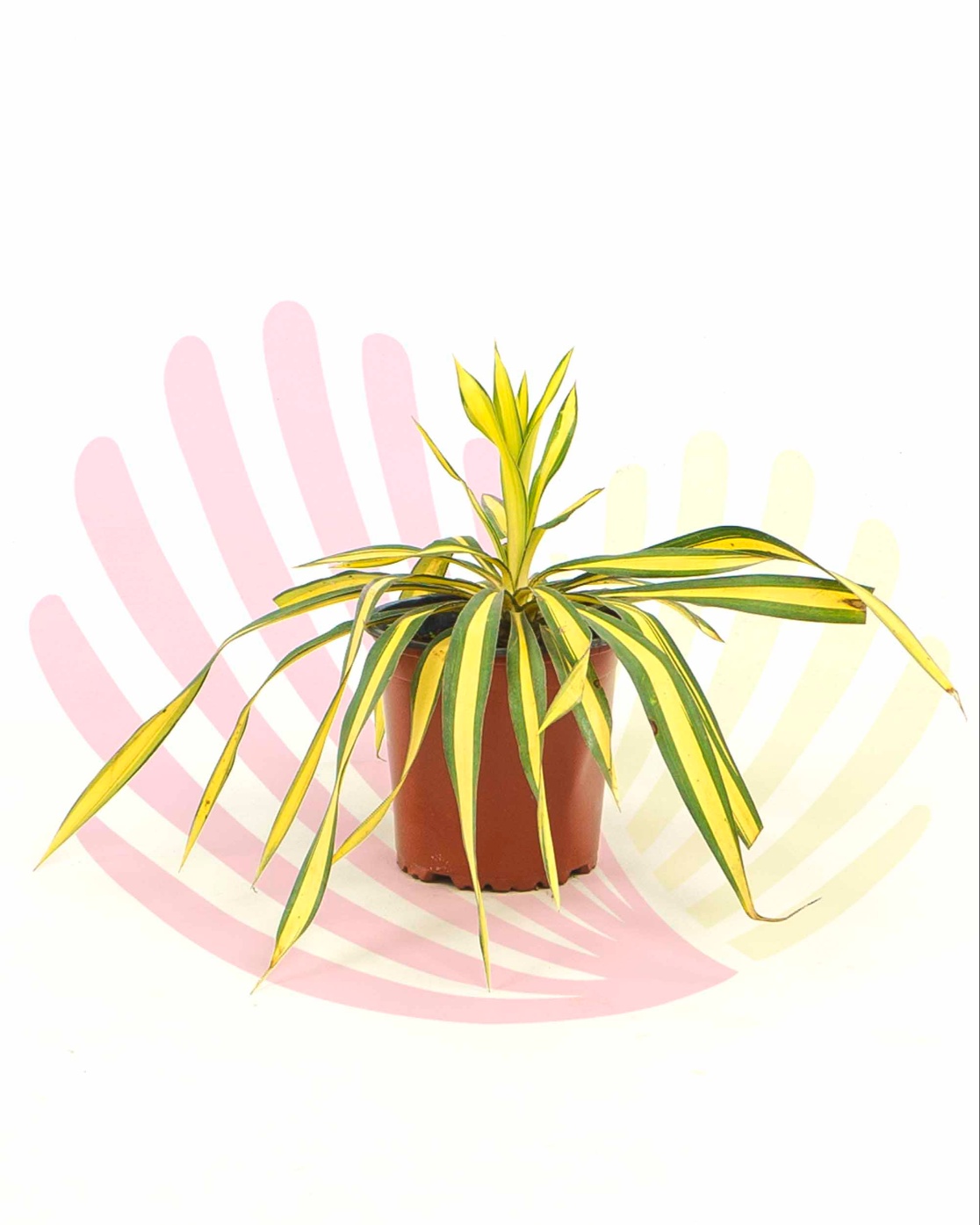 Yucca filamentosa Color Guard - P263020V0010Z00010