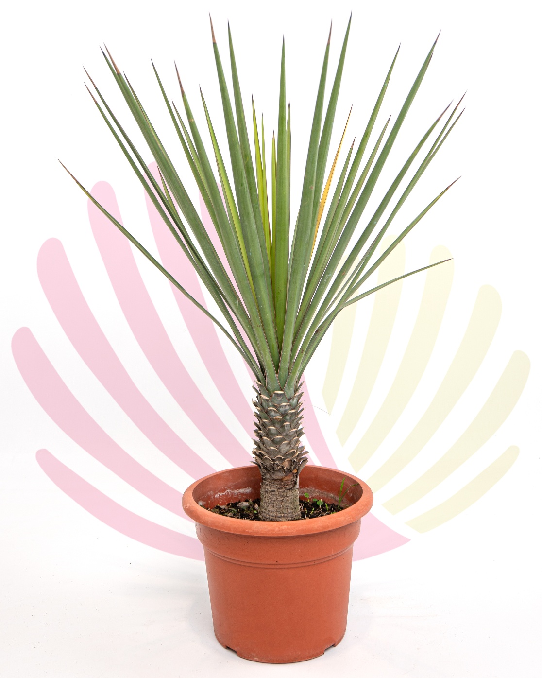 Yucca gloriosa                                               - P263050V0100H08020