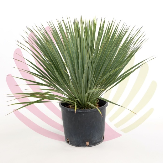 Yucca rostrata - P263030V0000T02120