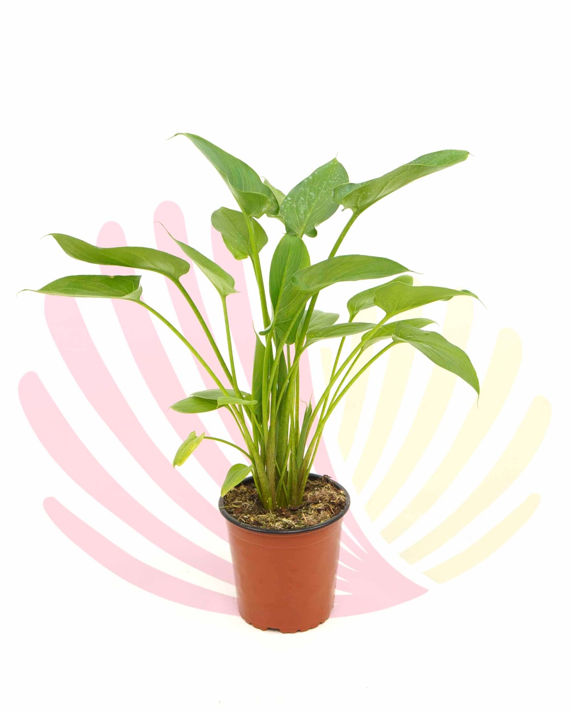 Zantedeschia aethiopica - P265010V0010Z00010