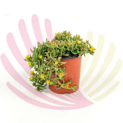 Lampranthus roseus yellow  - P145020V0010Z00010