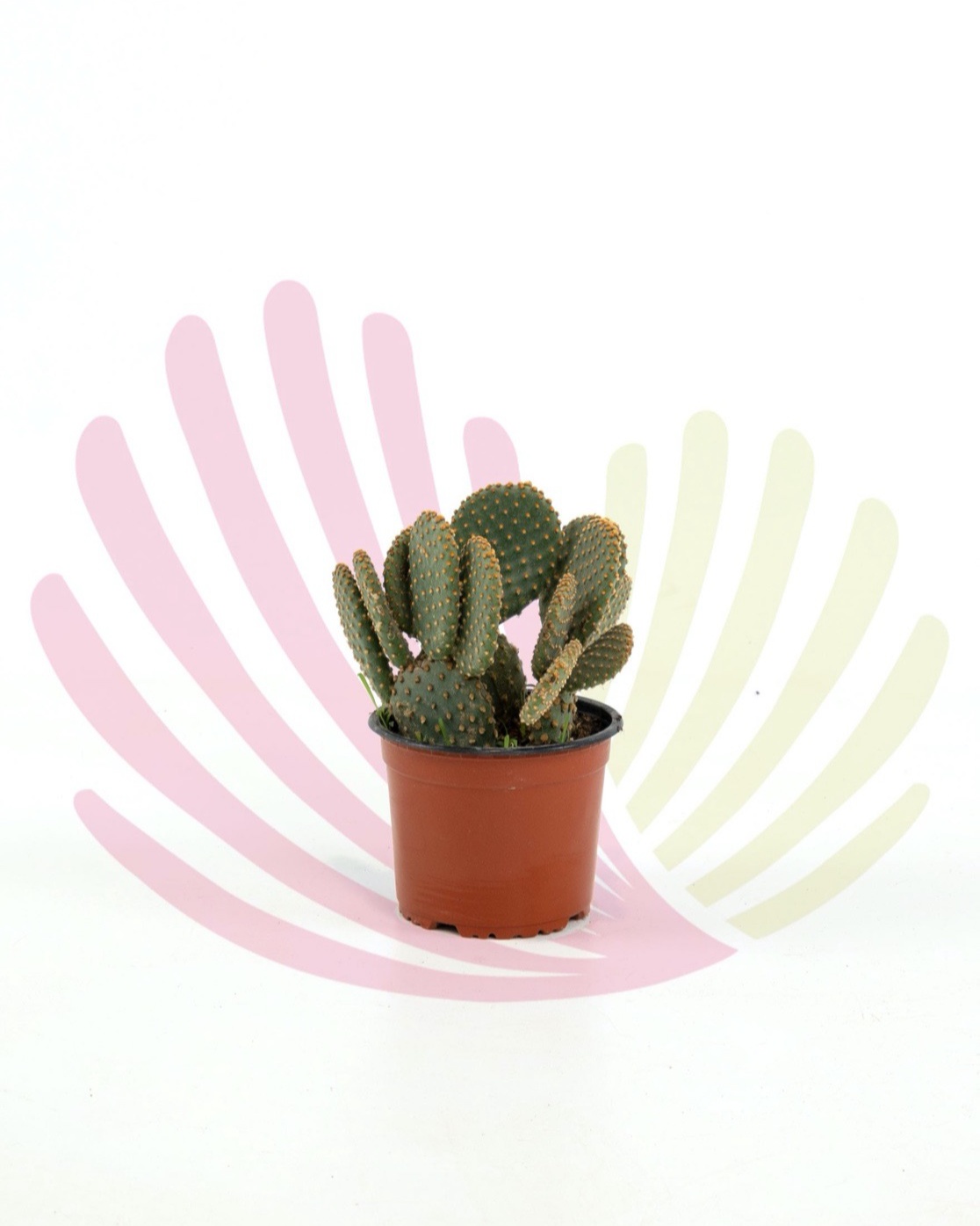 Opuntia microdasys - P296010C0085Z00020