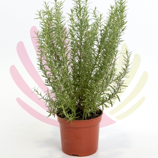 Rosmarinus officinalis - P218010V0025Z00010