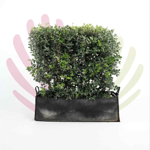 Floreiras de Metrosideros excelsus                           - P163010V6000H08010