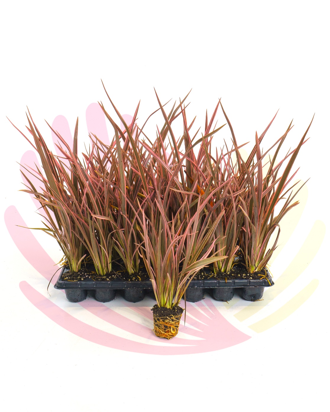 Phormium tenax Sundowner - PPHOSUNT28