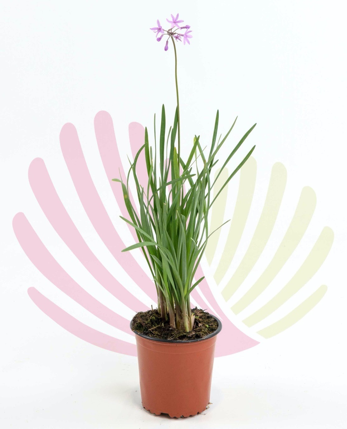 Tulbaghia violacea - P251010V0010Z00010