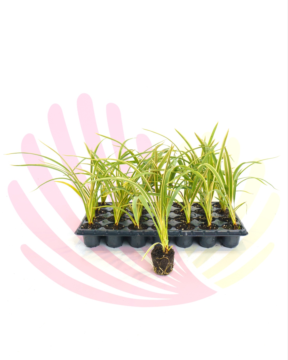 Phormium tenax Variegata - PPHOTENVT28