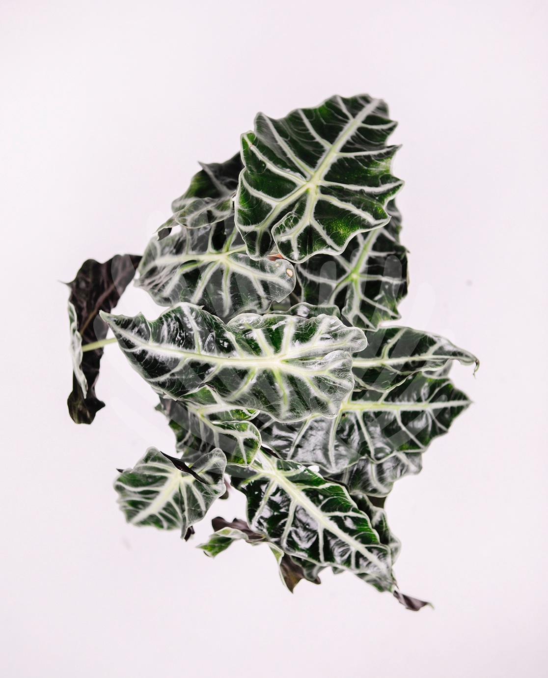 Alocasia polly Lt.2,5