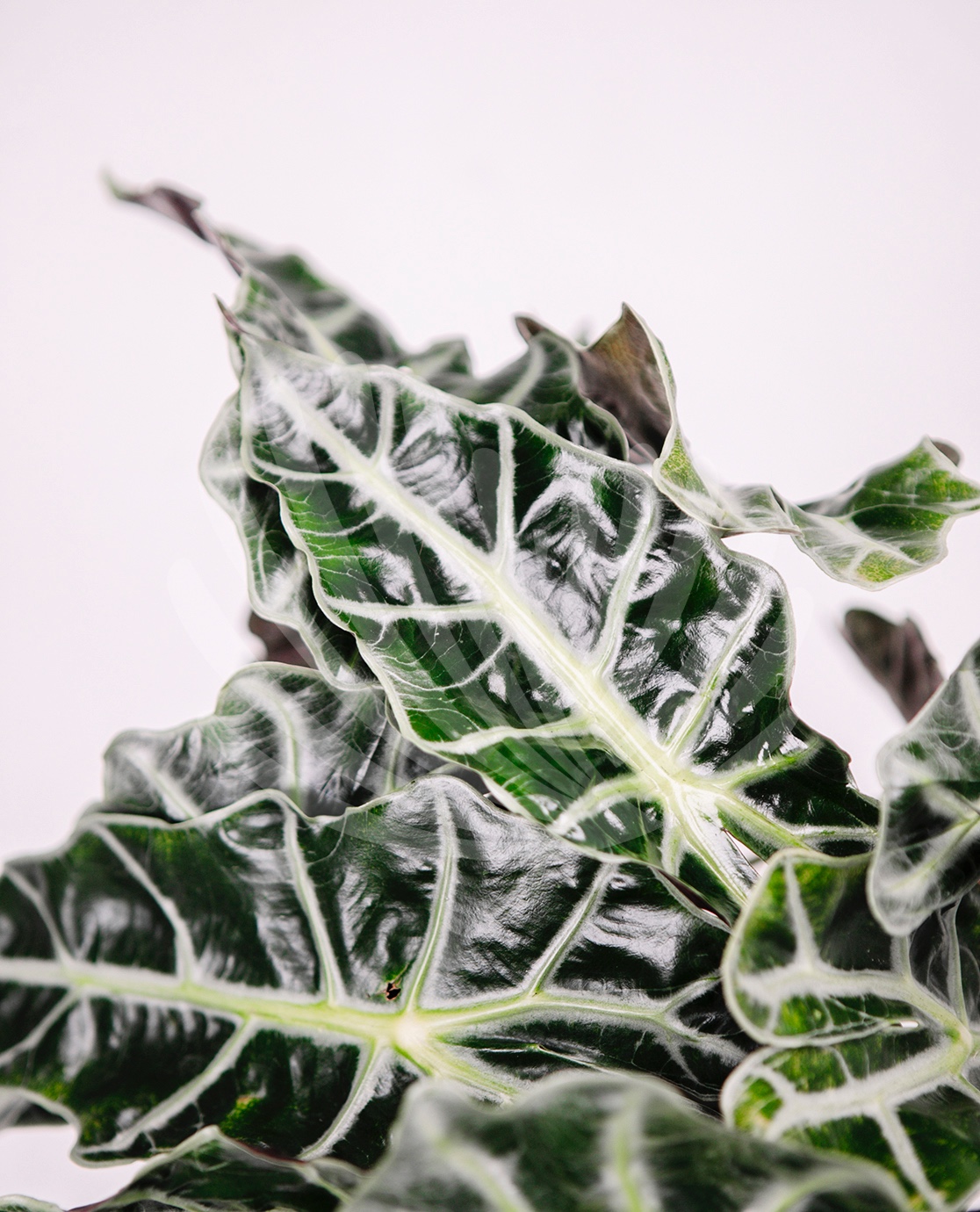 Alocasia polly Lt.2,5