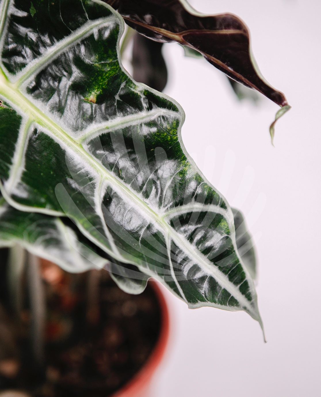 Alocasia polly Lt.2,5