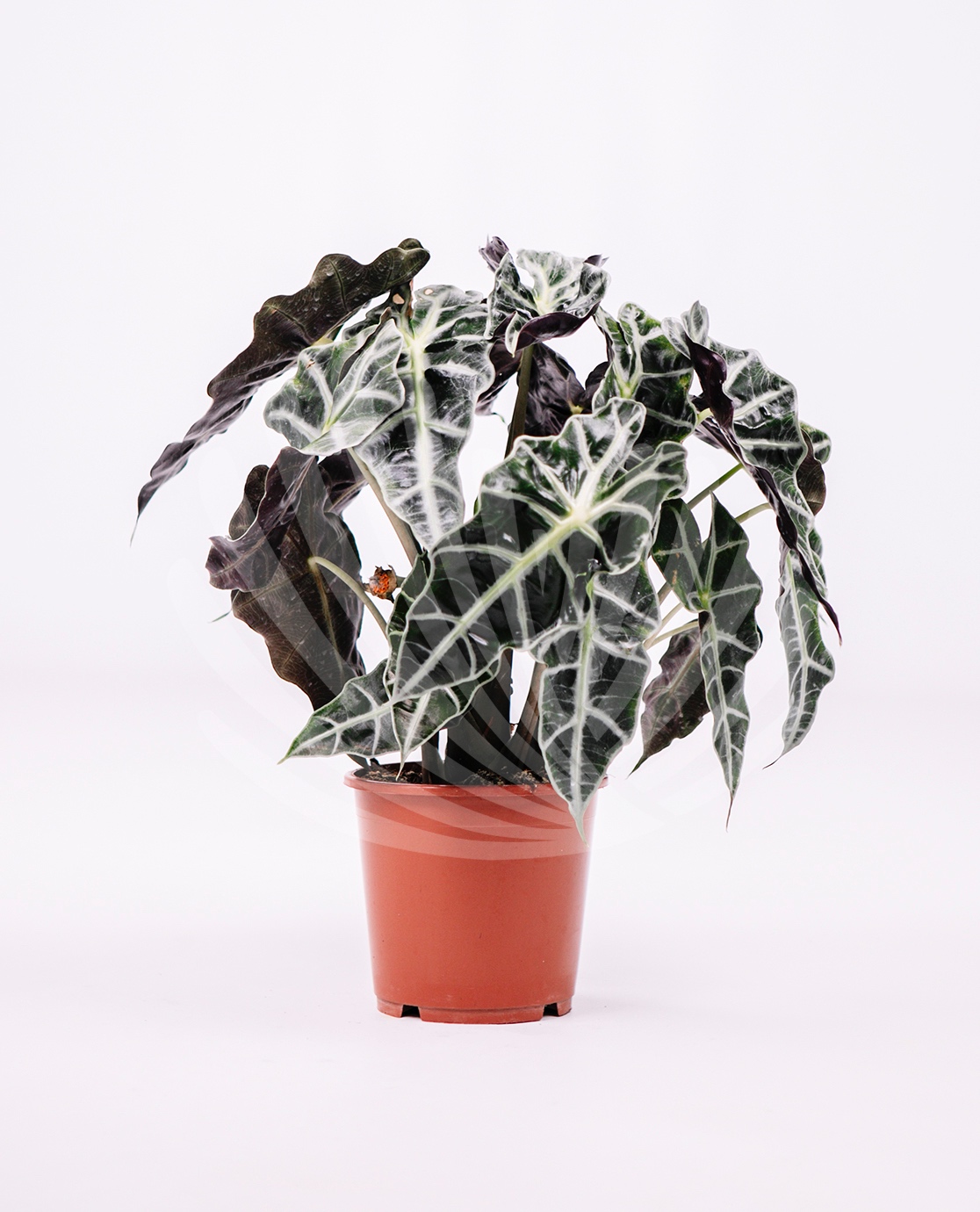 Alocasia polly Lt.2,5