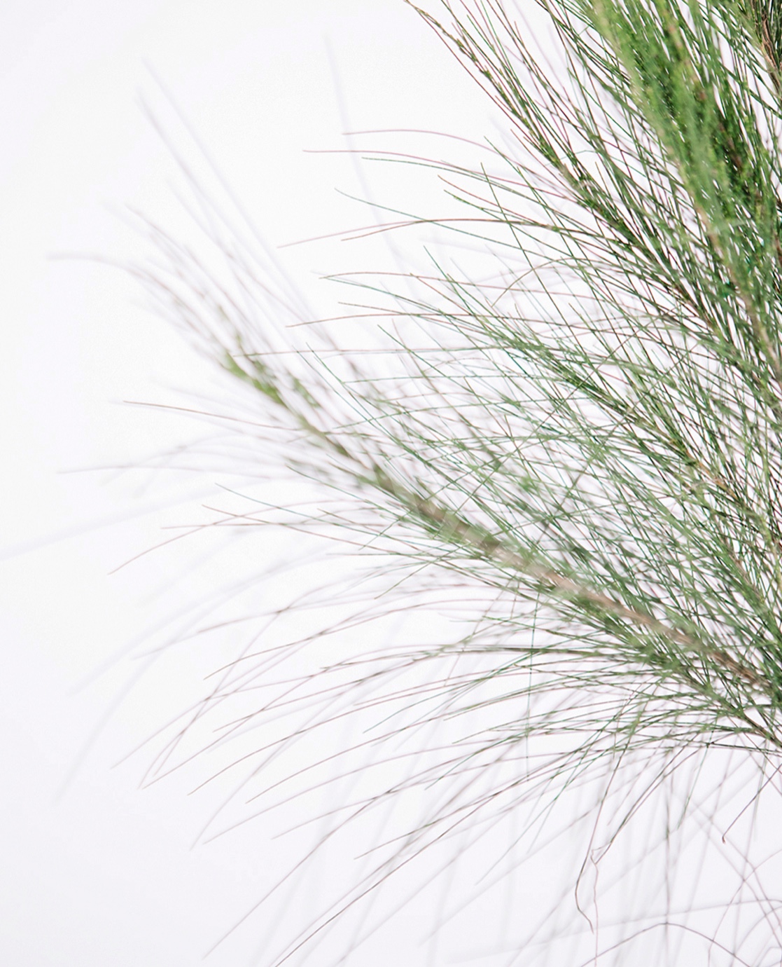 Casuarina equisetifolia Lt.4