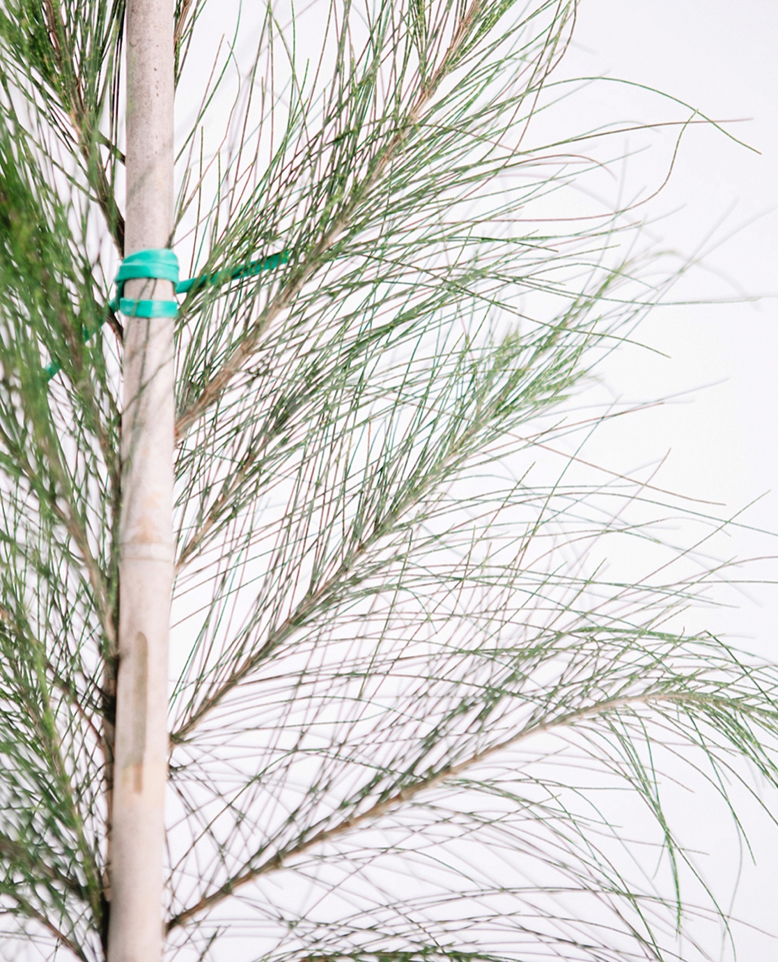 Casuarina equisetifolia Lt.4