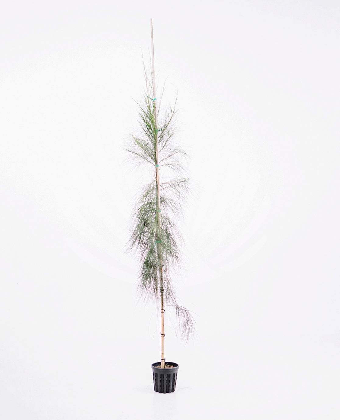 Casuarina equisetifolia Lt.4