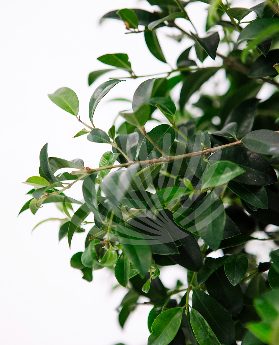 Eugenia Myrtifolia Newport Lt. 10