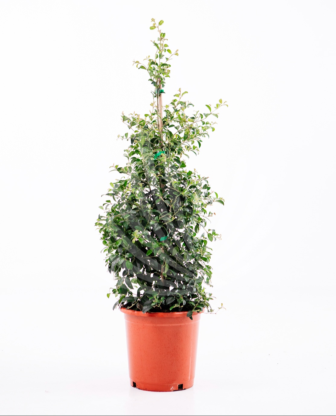 Eugenia Myrtifolia Newport Lt. 10