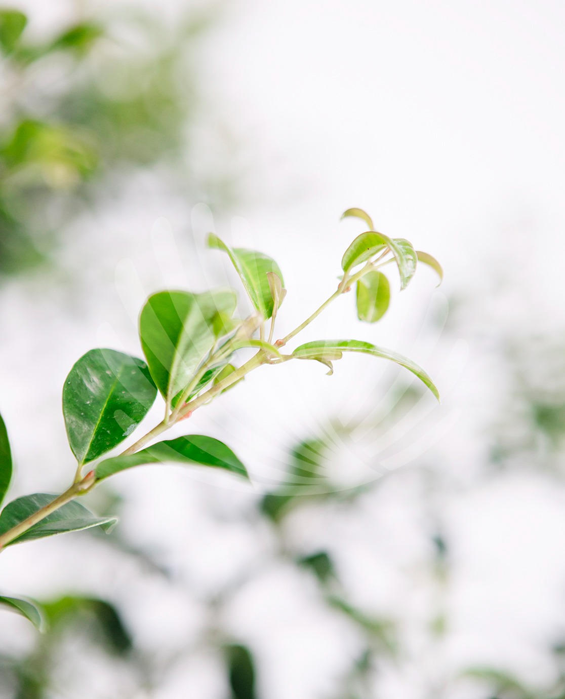 Eugenia Myrtifolia Newport VS 200-250