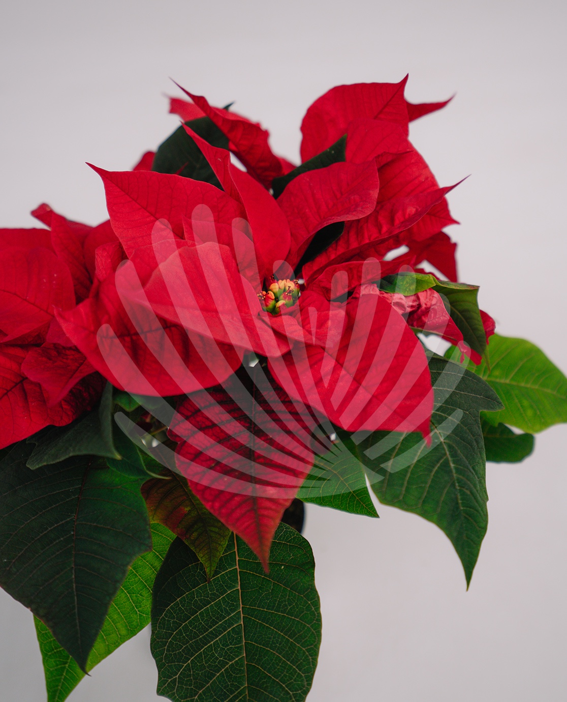 Euphorbia pulcherrima V10,5cm