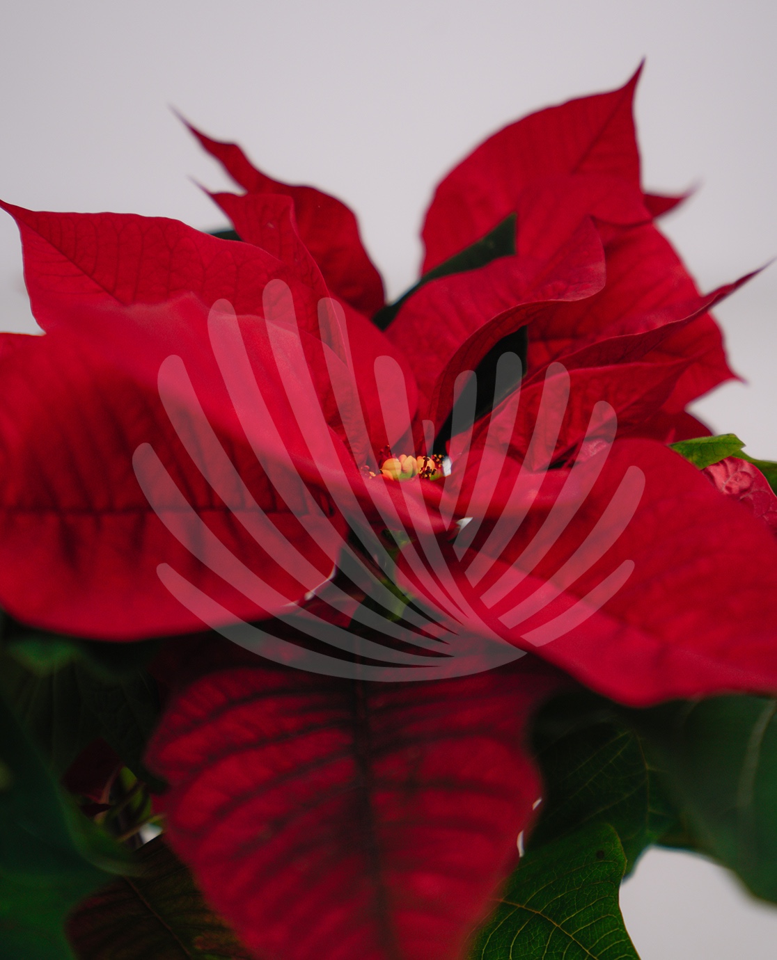 Euphorbia pulcherrima V10,5cm