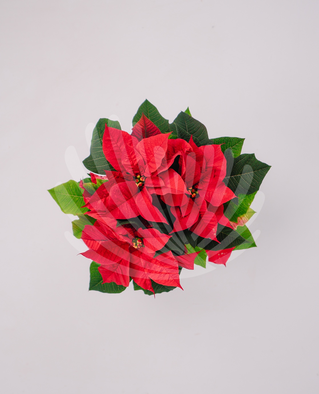 Euphorbia pulcherrima V10,5cm