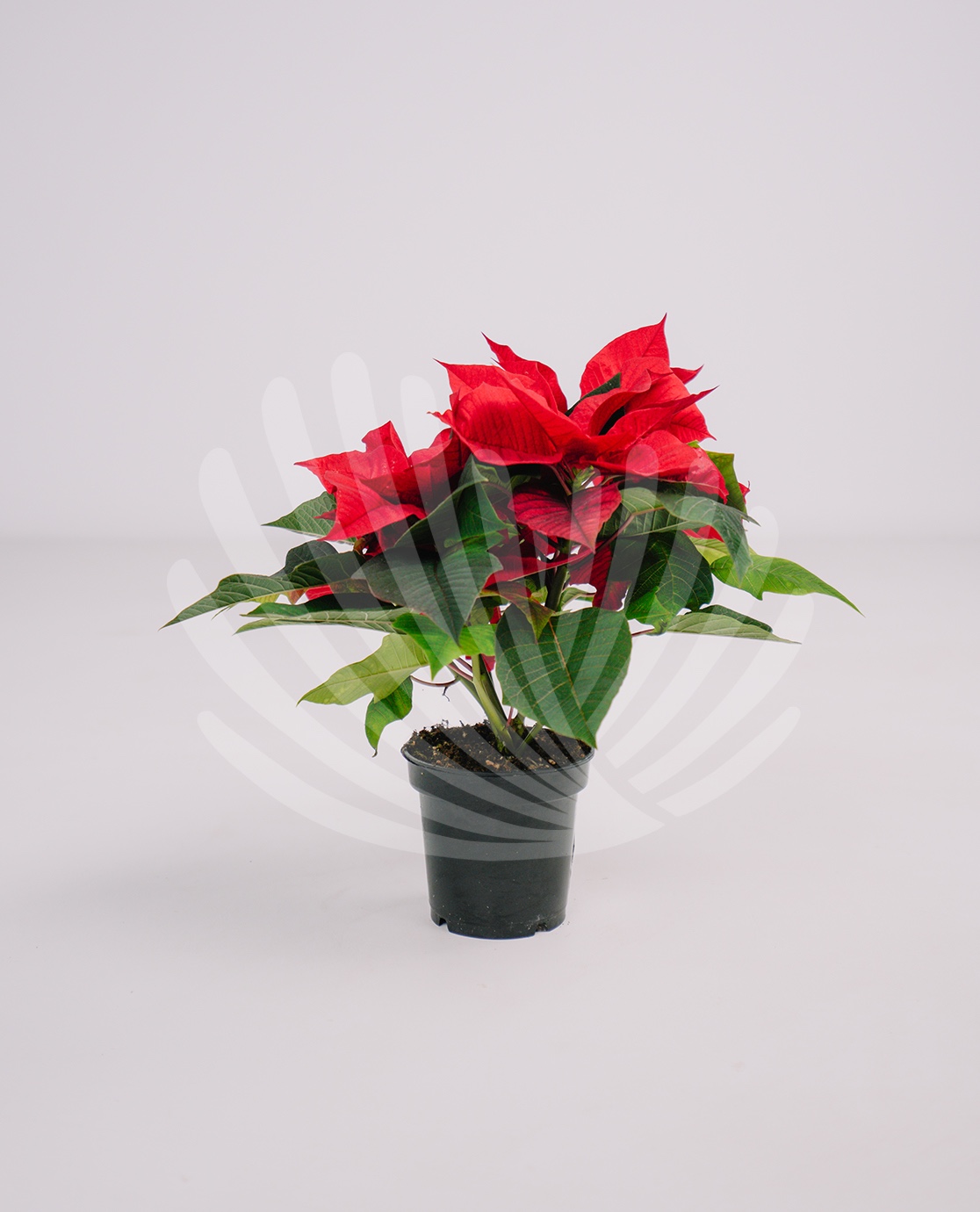 Euphorbia pulcherrima V10,5cm