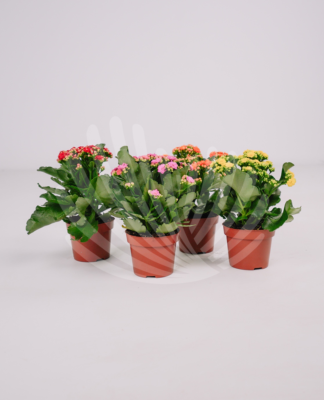 Kalanchoe blossfeldiana Lt.1