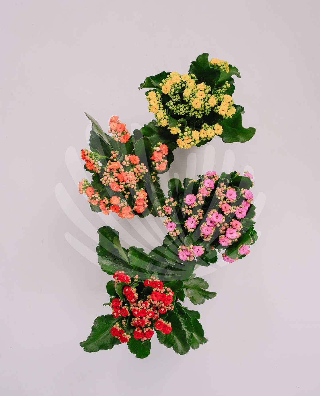 Kalanchoe blossfeldiana Lt.1