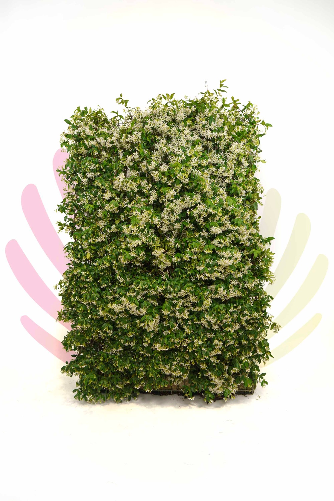 Painel de Trachelospermum jasminoides