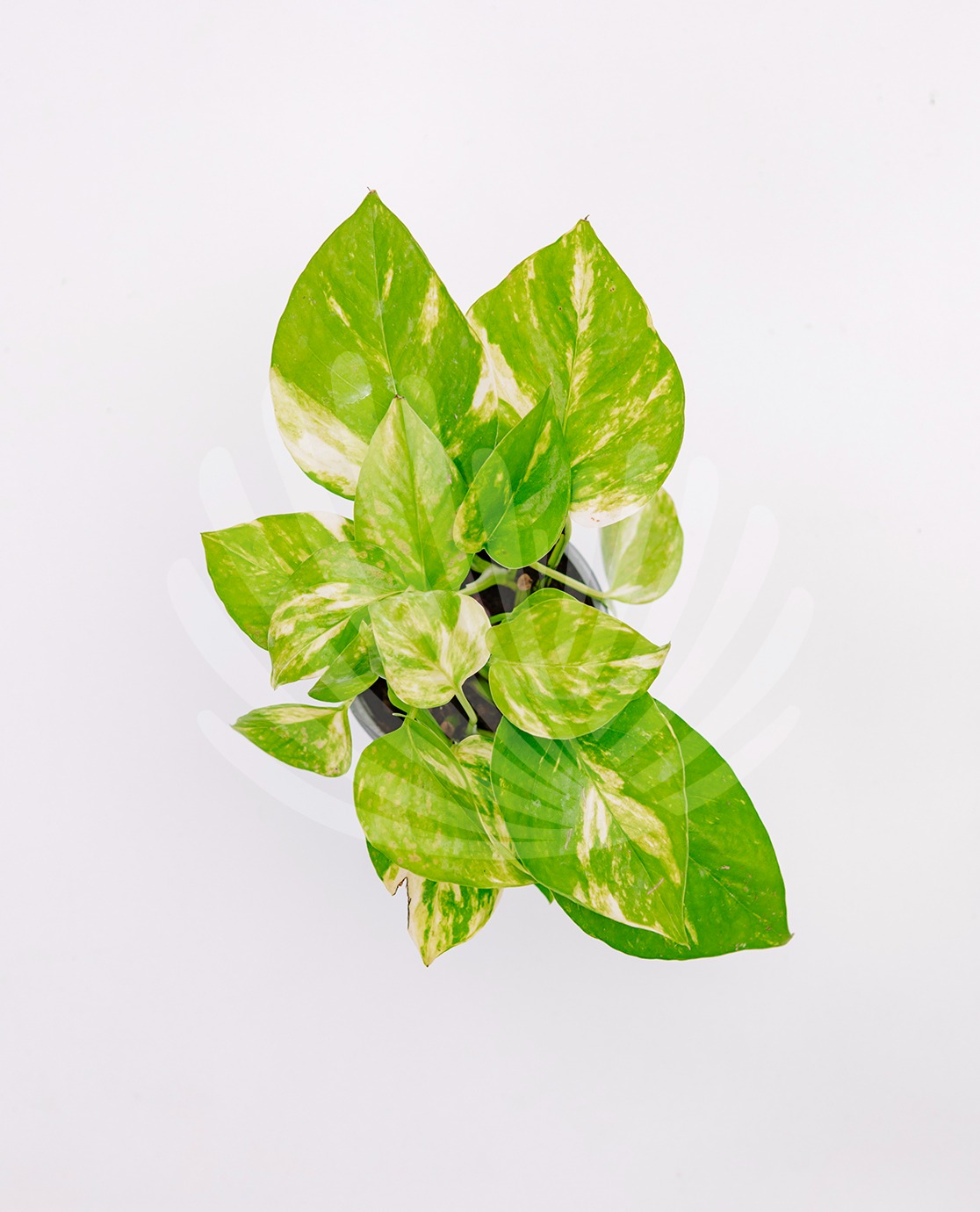  Scindapsus-aureus-10,5cm