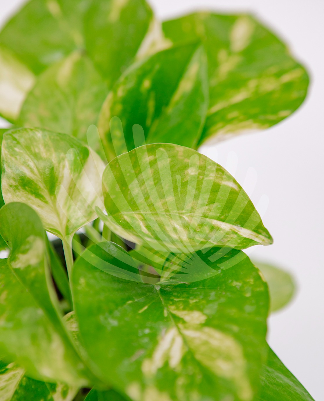  Scindapsus-aureus-10,5cm