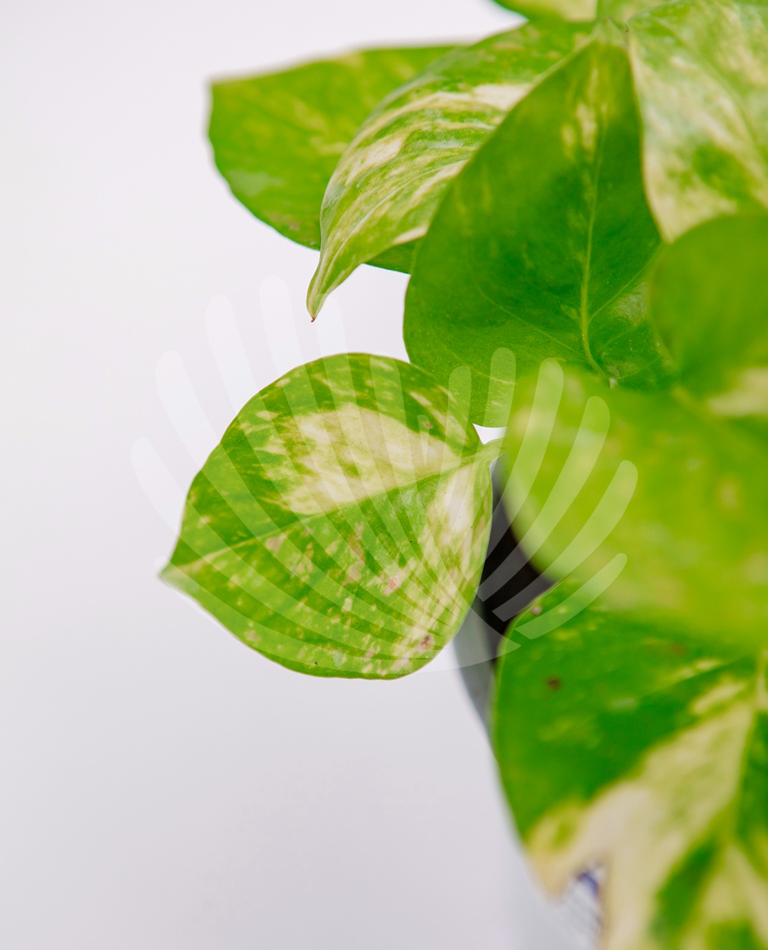  Scindapsus-aureus-10,5cm