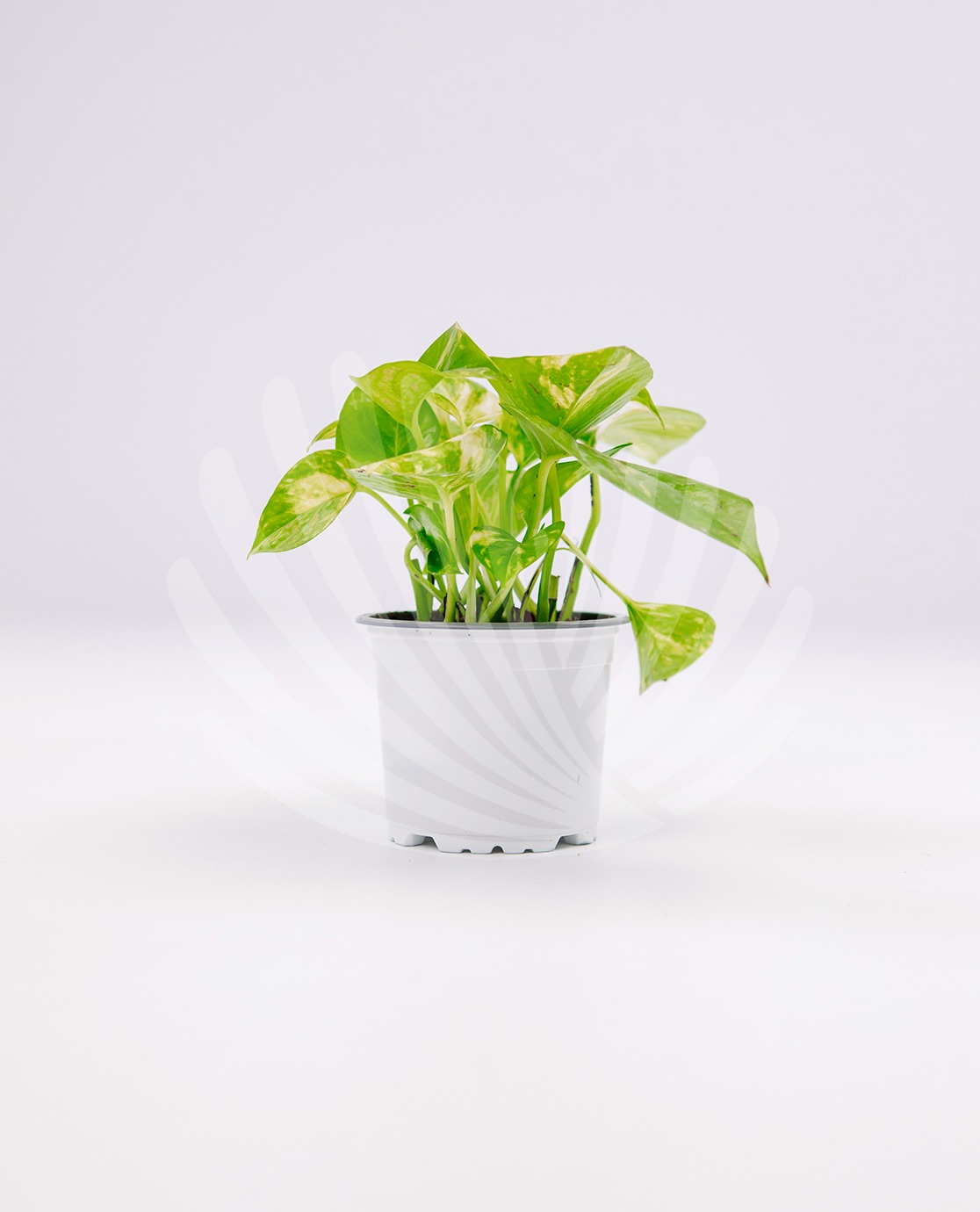  Scindapsus-aureus-10,5cm